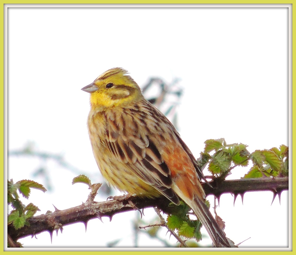The yellowhammers are still about by rosiekind