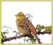 4th May 2013 - The yellowhammers are still about