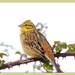 The yellowhammers are still about by rosiekind