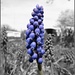 Grape Hyacinth in May by juliedduncan