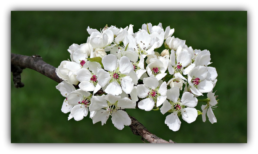 Pear Blossoms by juliedduncan