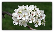 4th May 2013 - Pear Blossoms