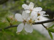 21st Apr 2013 - Blossom