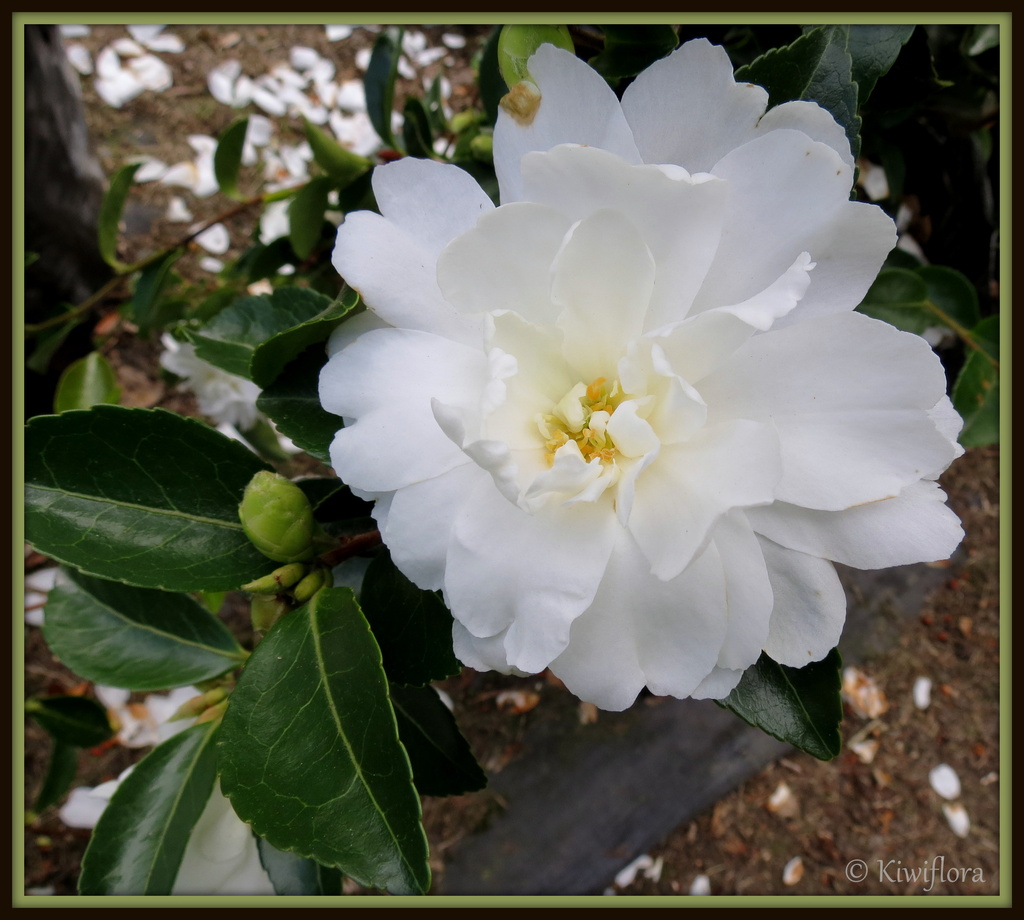 Camellia 'Moonlight' by kiwiflora