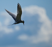 4th May 2013 - 4th May Common Tern