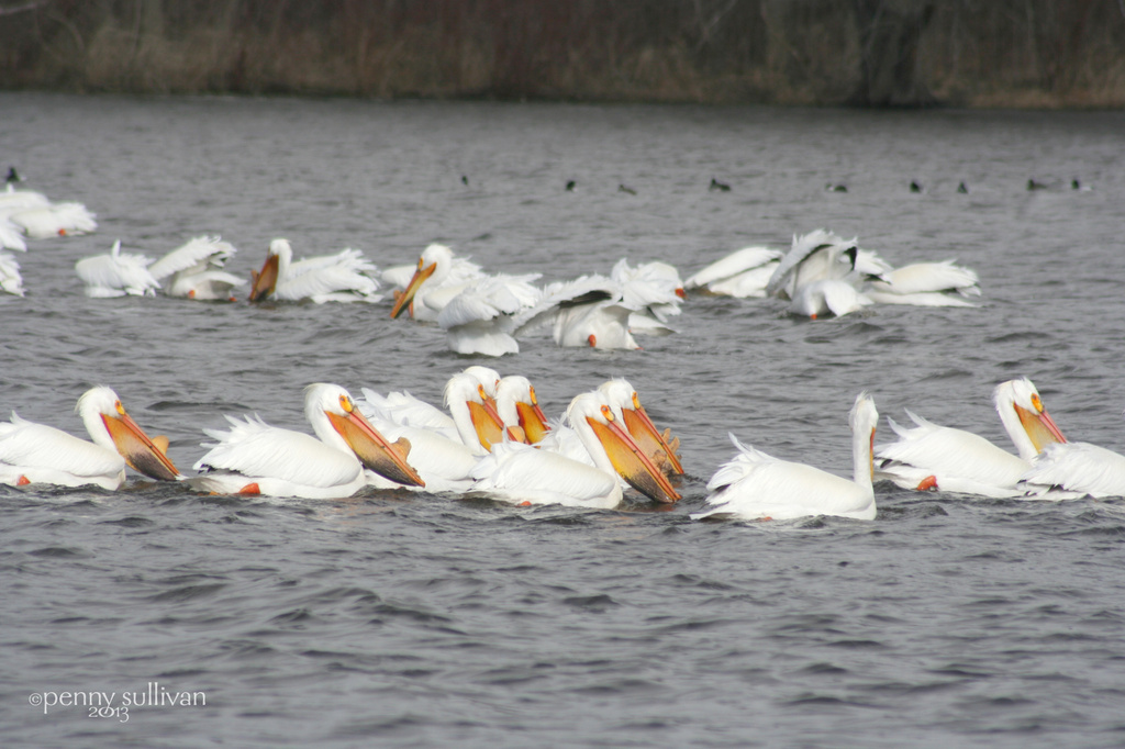 110_2013 Pelicans by pennyrae