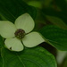 Dogwood Blossom by kathyladley