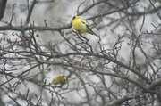 24th Apr 2013 - 114_2013 yellow finch