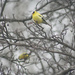 114_2013 yellow finch by pennyrae