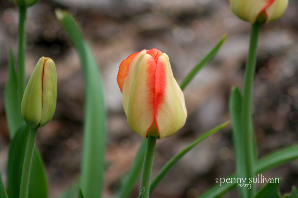 121_2013 tulips by pennyrae