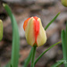 121_2013 tulips by pennyrae