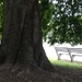 Ancient hackberry tree  by congaree
