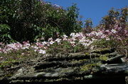 3rd May 2013 - Blooming Roof