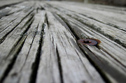 4th May 2013 - Weathered Wood