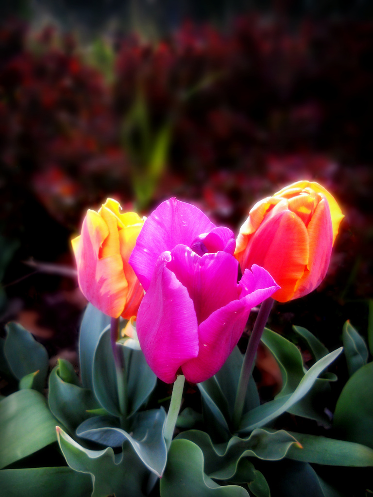 Spring Blooms  by yentlski