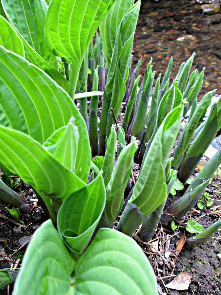 an army of hostas growing beside our stream..... by quietpurplehaze