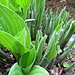an army of hostas growing beside our stream..... by quietpurplehaze