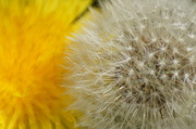 5th May 2013 - DANDELION TIME
