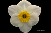5th May 2013 - Daffodil