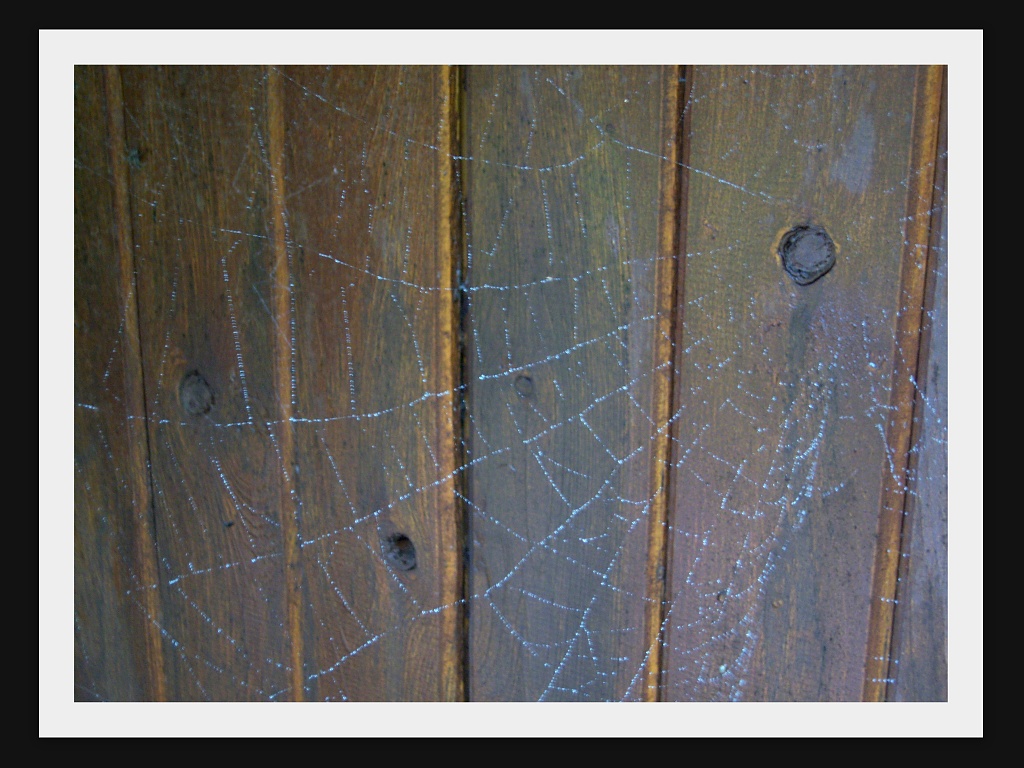 Spider web by bruni