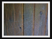 19th Aug 2010 - Spider web