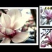 Magnolia collage by bruni