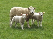 5th May 2013 - Yes ewe may take a family portrait shot!