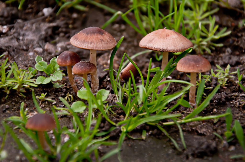 mushrooms :) by walia