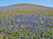 5th May 2013 - A Carpet of Blue - Cam Peak.