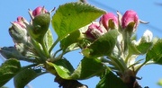 5th May 2013 - Apple Blossom