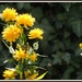 Sunny flowers by rosiekind