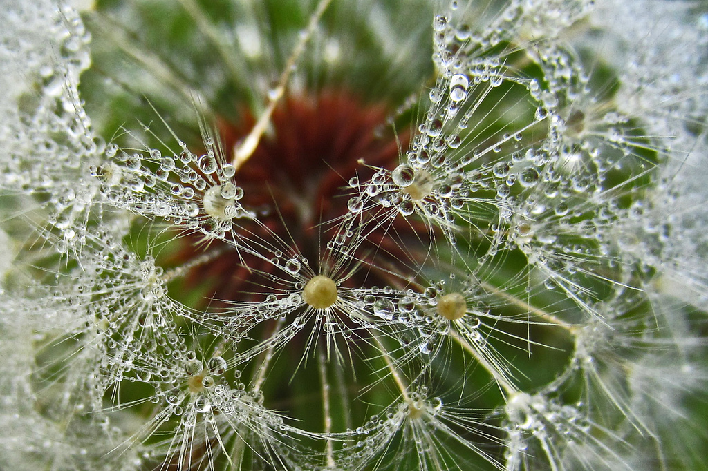 Patterns in the dew by milaniet