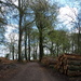 Timber - 05-5 by barrowlane