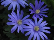 5th May 2013 - Blue Anemones