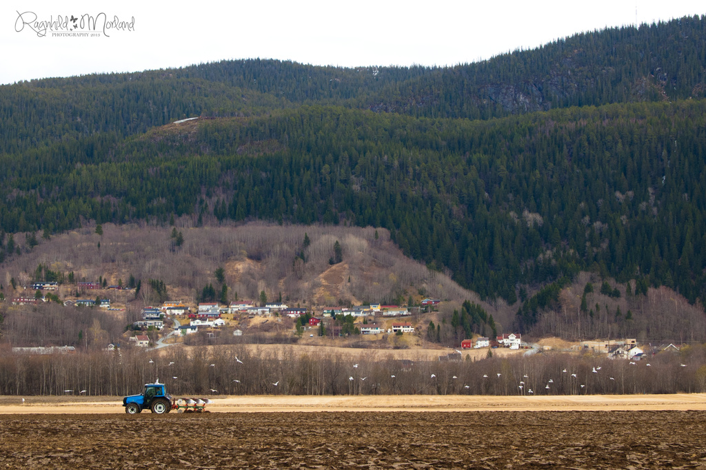 Follow The Tractor by ragnhildmorland