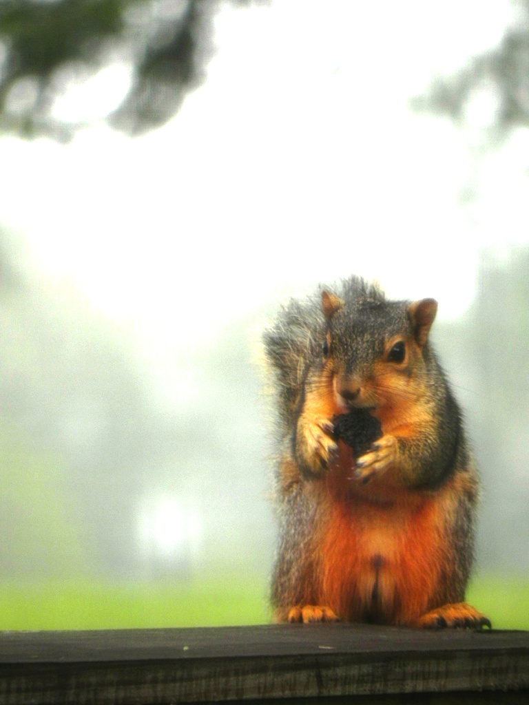 Cooperative Squirrel  by mej2011