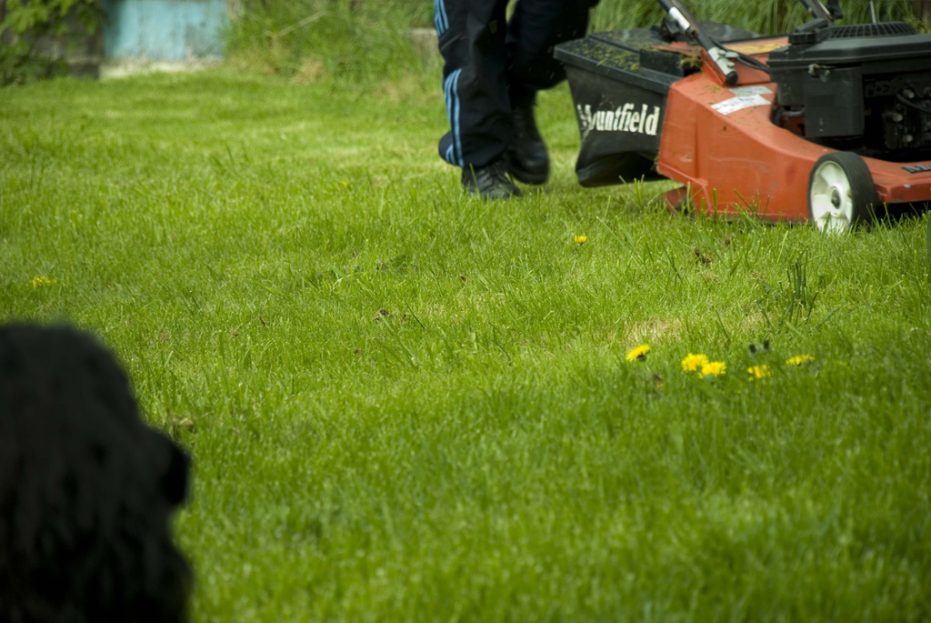 mowing the lawn by tracybeautychick