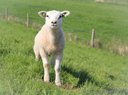 5th May 2013 - Lamb