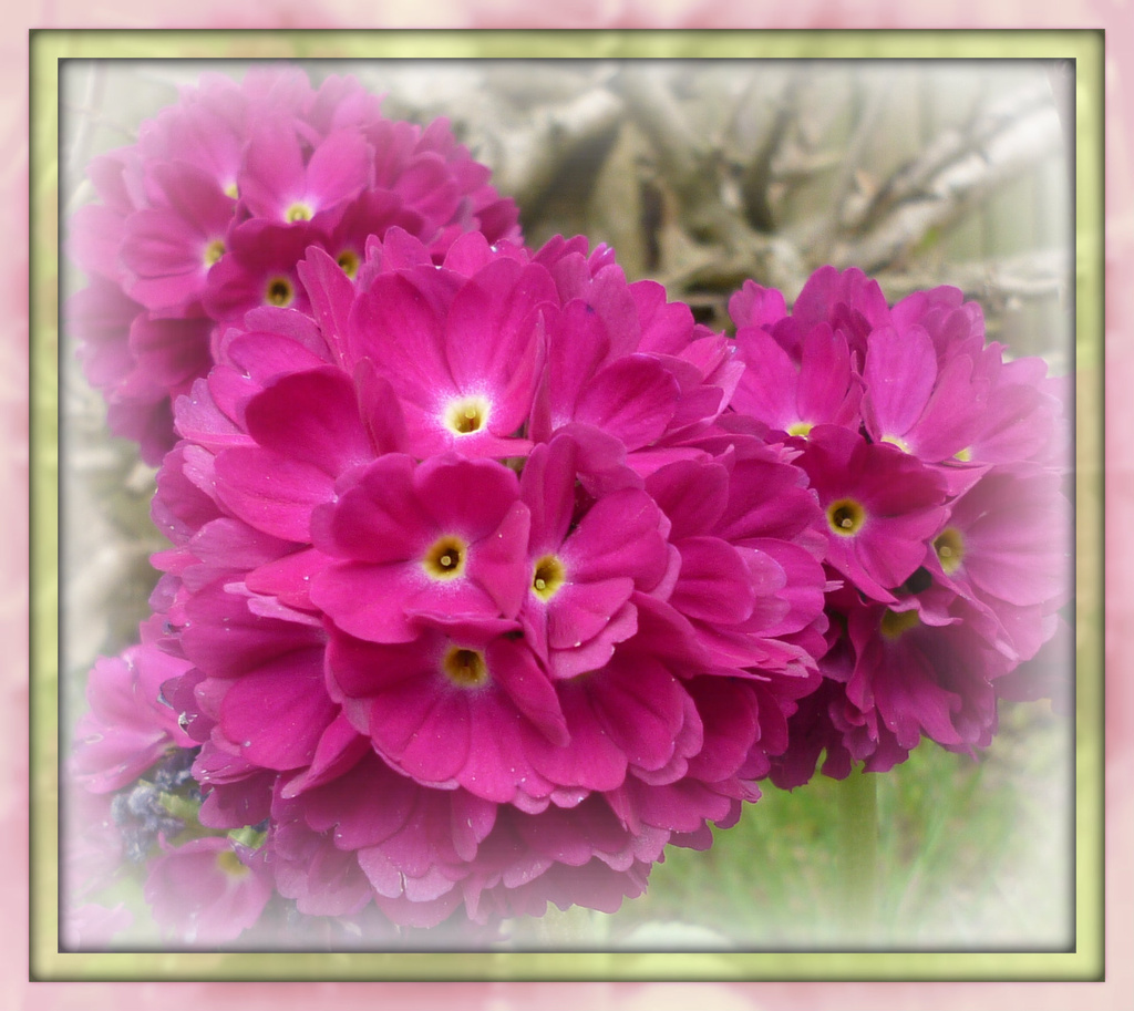 colour spring pompoms by sarah19