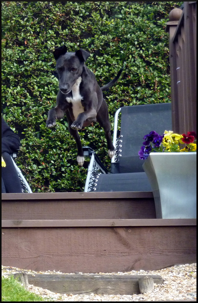 Leaping Whippet by phil_howcroft