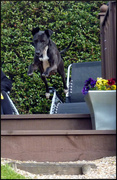 5th May 2013 - Leaping Whippet