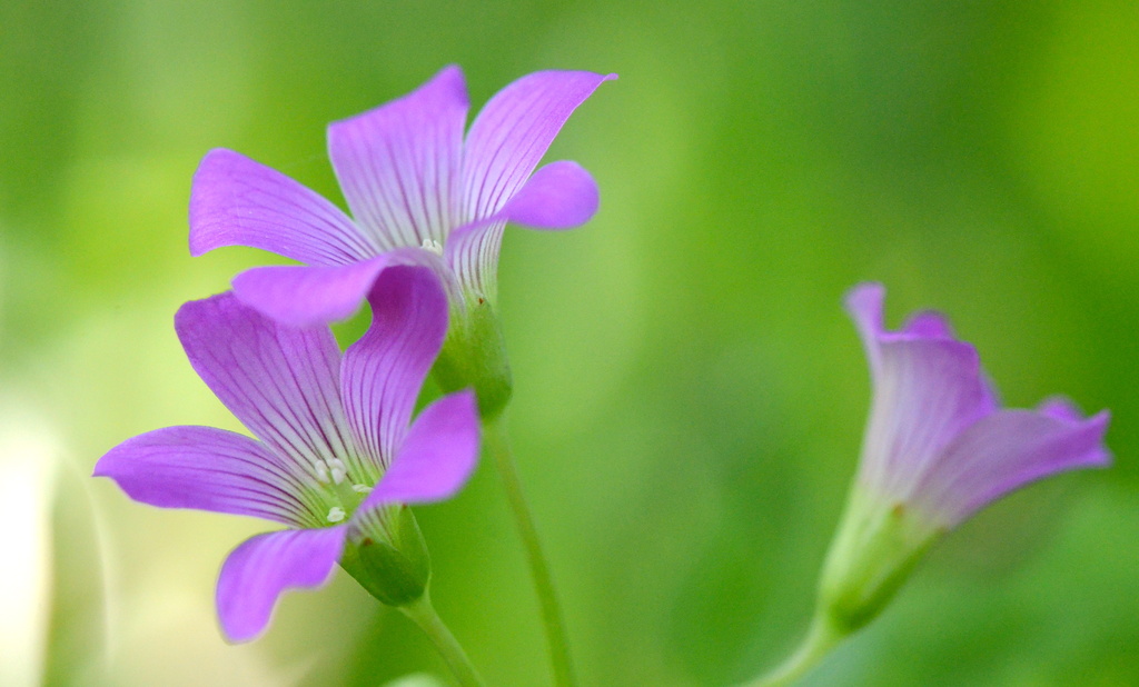 Tiny wildflowers by kathyladley