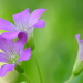Tiny wildflowers by kathyladley