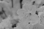 4th May 2013 - White Azalea