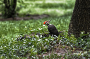 5th May 2013 - Pileated Woodpecker