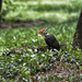 Pileated Woodpecker by lstasel
