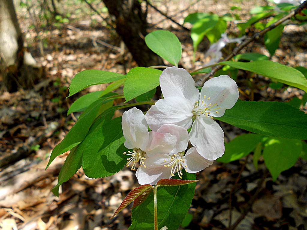 Dogwood Blossoms by yentlski