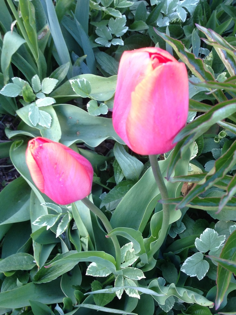 Tulips by pfaith7