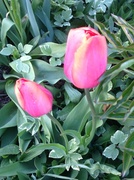 4th May 2013 - Tulips