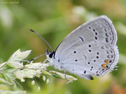 2nd May 2013 - Eastern Tailed-Blue